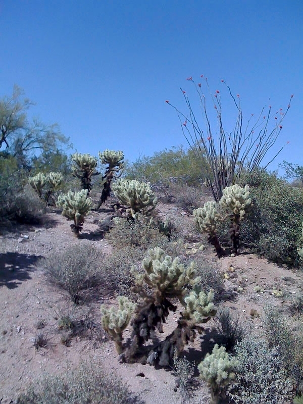 Pictures from iPhone 060.jpg